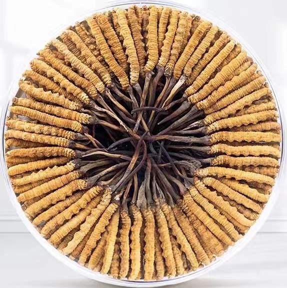 哈巴河冬虫夏草回收